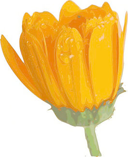 花剪輯藝術(shù)14