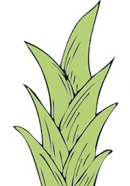 菠萝剪贴画