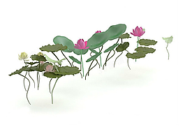 荷花3D模型