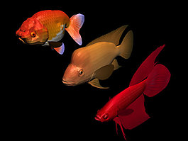 魚(yú)模型