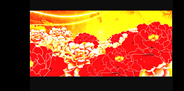 牡丹花視頻素材