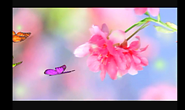 花朵蝴蝶视频素材
