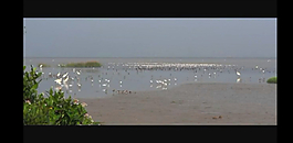 海灘水鳥視頻素材