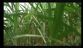 實拍稻田視頻素材