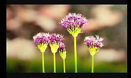 鮮花盛開(kāi)視頻素材