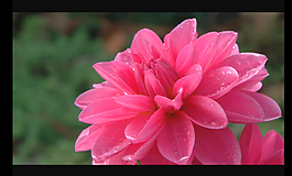 花朵蜜蜂视频素材