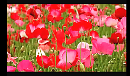 花朵視頻素材