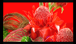 名貴鮮花視頻素材