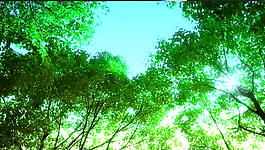 陽光透過樹林實拍動態