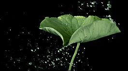 荷葉與水滴