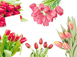 郁金香花束