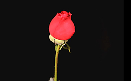 玫瑰花開