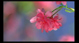 鮮花視頻素材