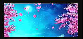 花朵盛開視頻素材
