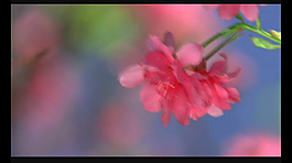 花朵視頻素材