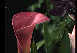 花上水滴