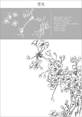 矢量白描櫻桃
