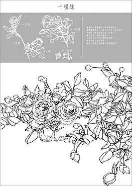 矢量白描十姐妹
