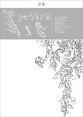 矢量白描紫藤花