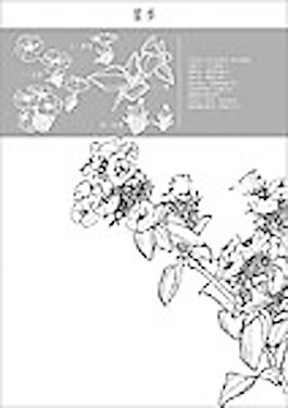 矢量白描瞿麦