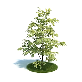 綠色的小樹