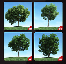 枝繁葉茂的大樹