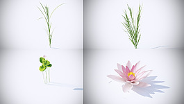 水生植物