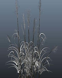 植物模型