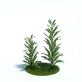 草本植物