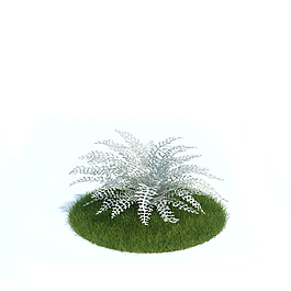 草坪植物