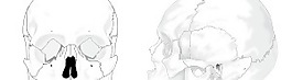 人類的頭骨沒(méi)有文字沒(méi)有彩色剪貼畫