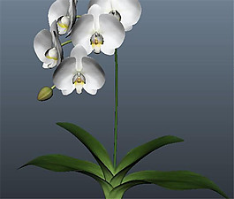 花蕾花束游戲模型素材
