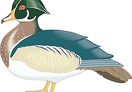 鳥57