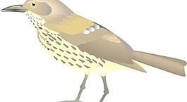 鳥14