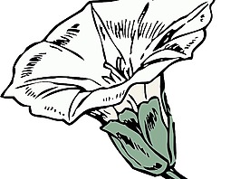 旋花剪貼畫