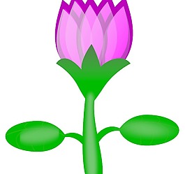莲花