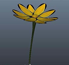 菊花模型