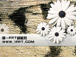 菊花木板背景PPT模板下載