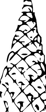 松果剪贴画
