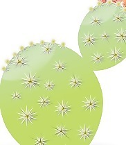 仙人掌的剪輯藝術(shù)