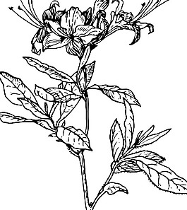 杜鵑花的剪輯藝術(shù)