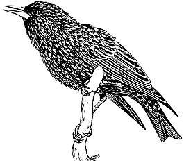 椋鳥