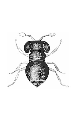 baeusachaearaneus