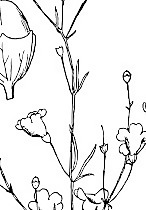 Agalinis决明剪贴画