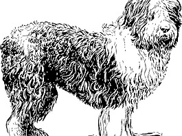 牧羊犬的剪輯藝術(shù)