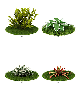草坪植物