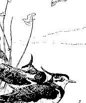 田凫剪贴画