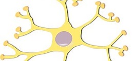 神经元interneuron剪贴画