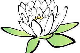 莲花
