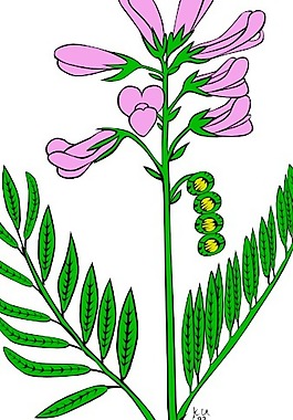紫色的花剪輯藝術(shù)
